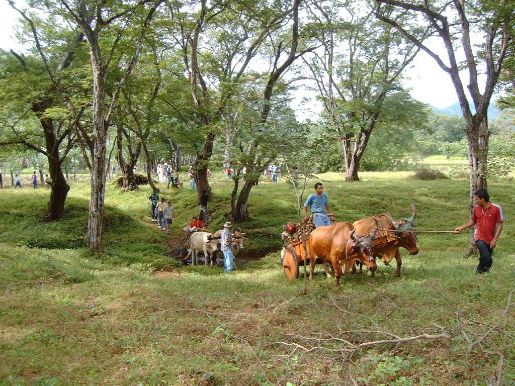 La tradicional pica e´ leña, se realiza a unos 3 kilómetros al sur de la ciudad de Nicoya