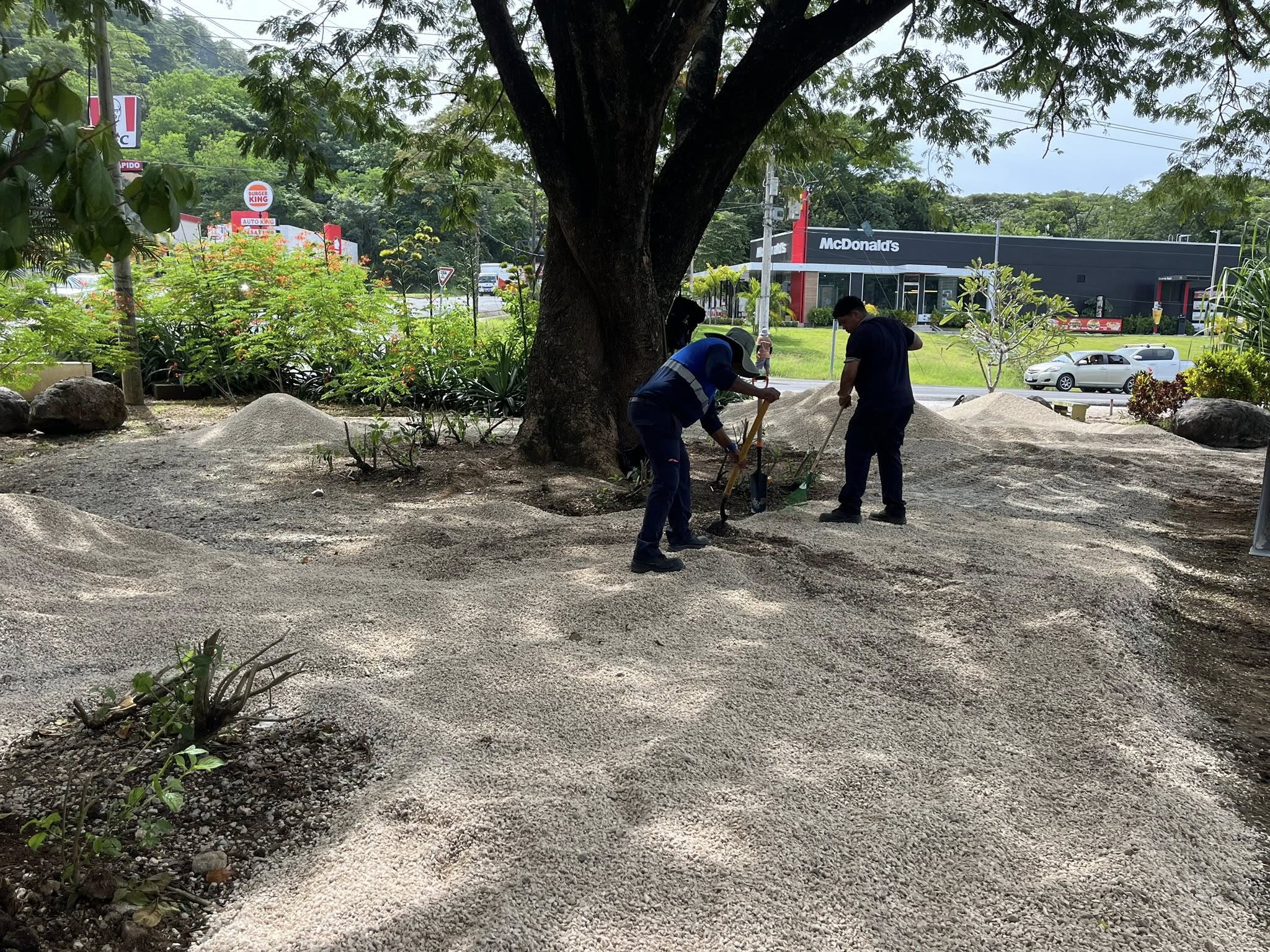 Municipalidad y MOPT inician reubicación del jardín del cruce para iniciar construcción de rotonda 